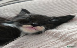 Nebelung cats for sale: 5 stunning nebelung kittens for sale.  - Image 2