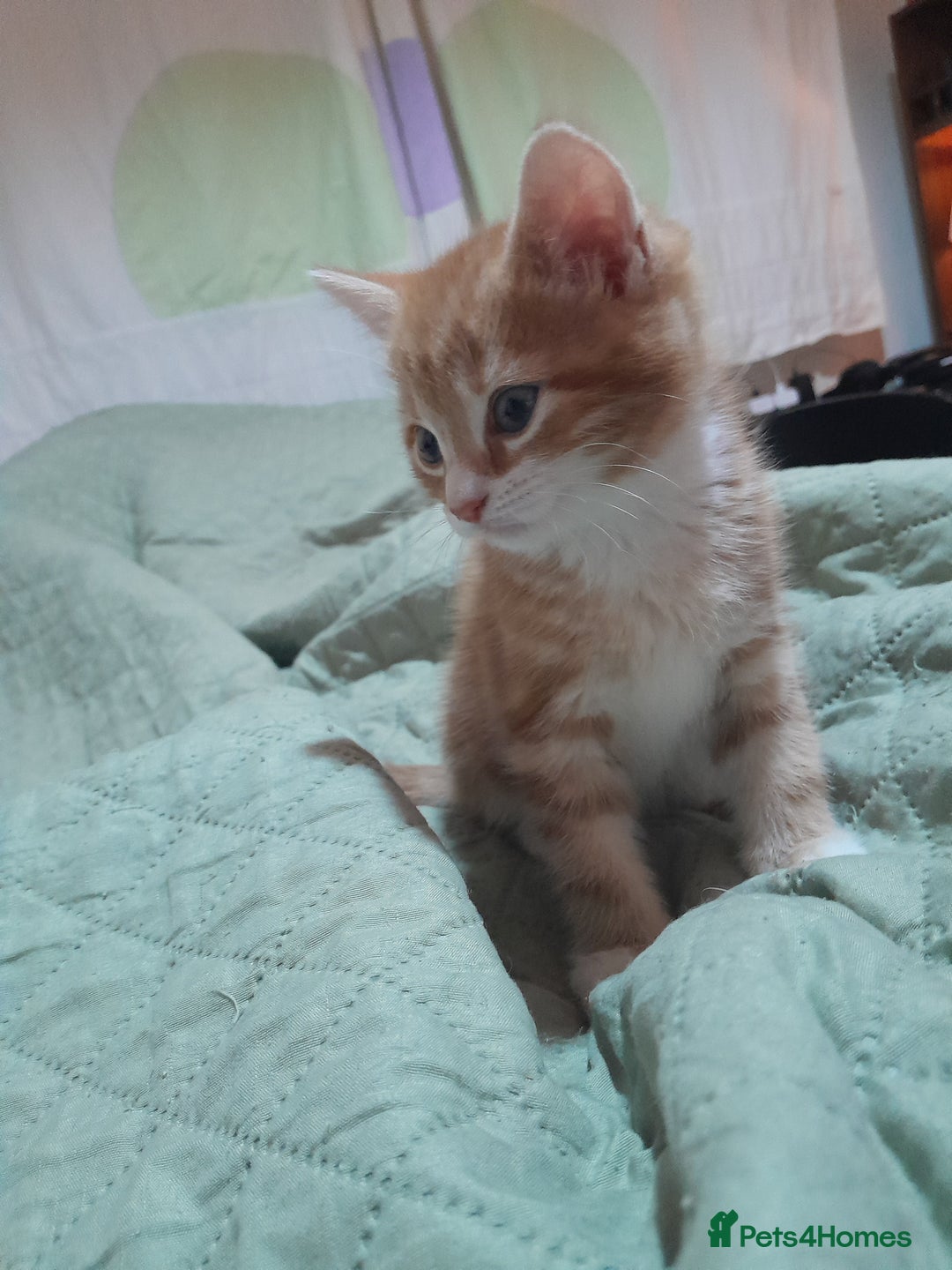 Mixed Breed cats for sale: 3 gorgeous kittens 😺😸😻 - Advert 15