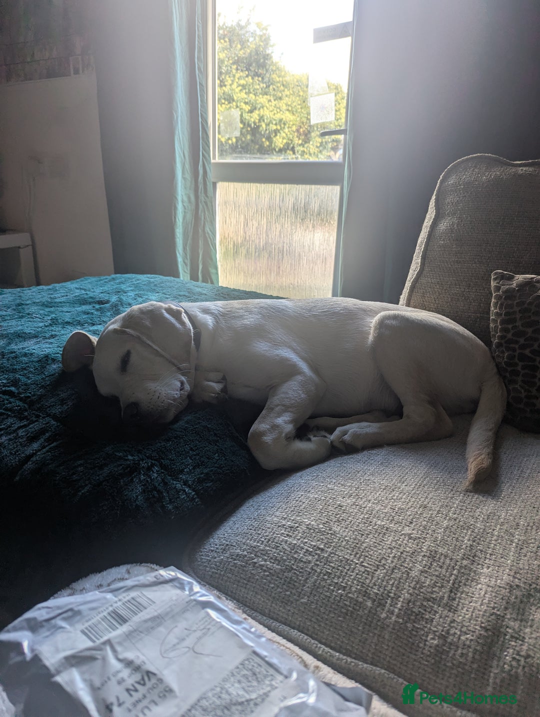 Labrador Retriever dogs for sale: Labrador puppy for sale - Image 3