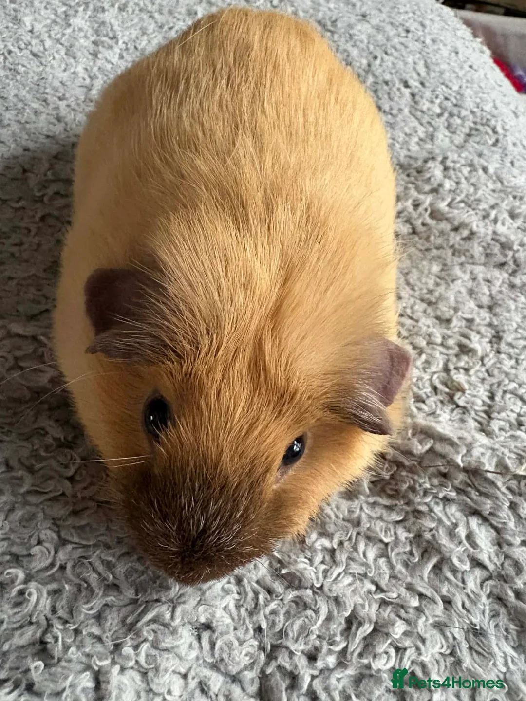 Guinea Pig rodents for sale: Pair of boars - Advert 2