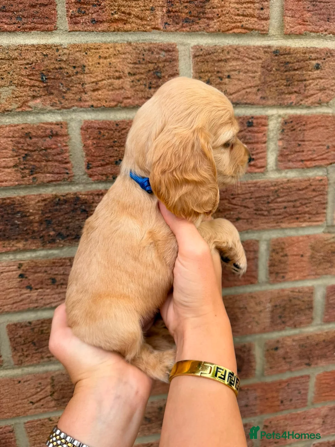 Cocker Spaniel dogs for sale: Cocker spaniel show puppy’s  - Advert 23