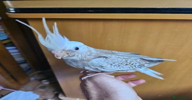 Cockatiels birds - Advert 4