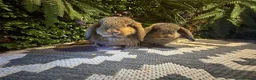 Mini Lop rabbits for sale: Mini lops ready to go  - Advert 3