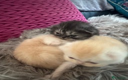 Exotic cats for sale: Superb Exotic Chinchilla kittens - Health tested  - Image 18