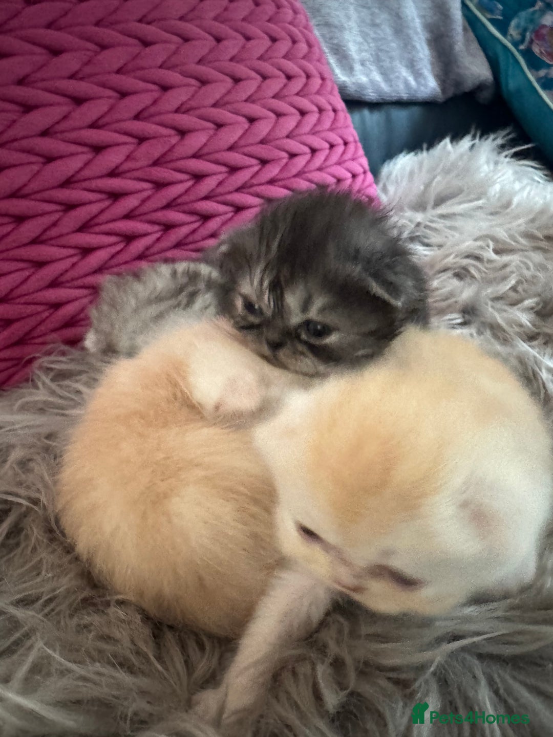 Exotic cats for sale: Superb Exotic Chinchilla kittens - Health tested  - Image 18