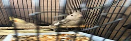 Cockatiels birds for sale: Young Cockatiels - Advert 10