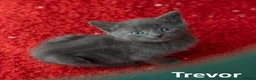 Russian Blue cats for sale: Russian Blue Cross Boy Kitten – Trevor - Advert 21