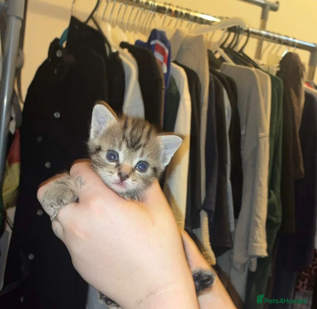 Mixed Breed cats for sale: 5 calico x tabby kittens looking for forever home  - Advert 2