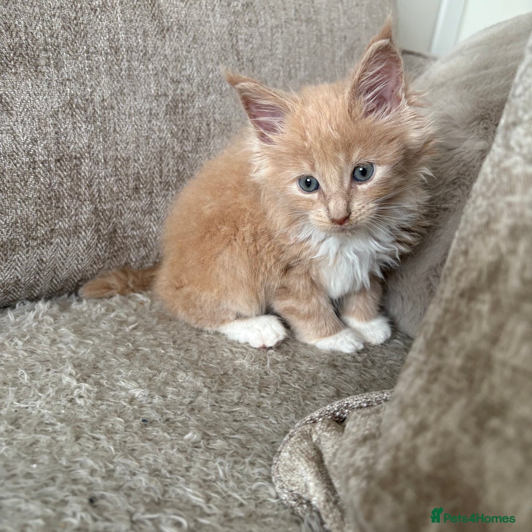 Maine Coon cats for sale: GCCF registered kittens  - Image 8