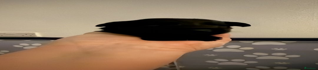 Miniature Schnauzer Puppy 1