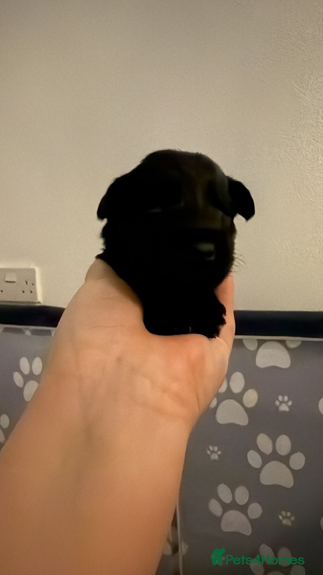 Miniature Schnauzer dogs for sale: ❤️🐾LAST BOY REMAINING🐾❤️ - Advert 3