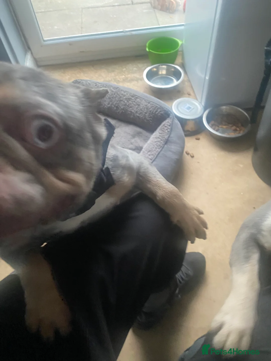 French Bulldog dogs for sale: Narla  in Bury - Advert 10