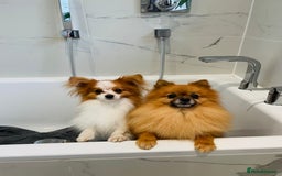 Pomeranian dogs for stud: Pomeranian and papillon boys ready for stud  in Camberley - Image 2