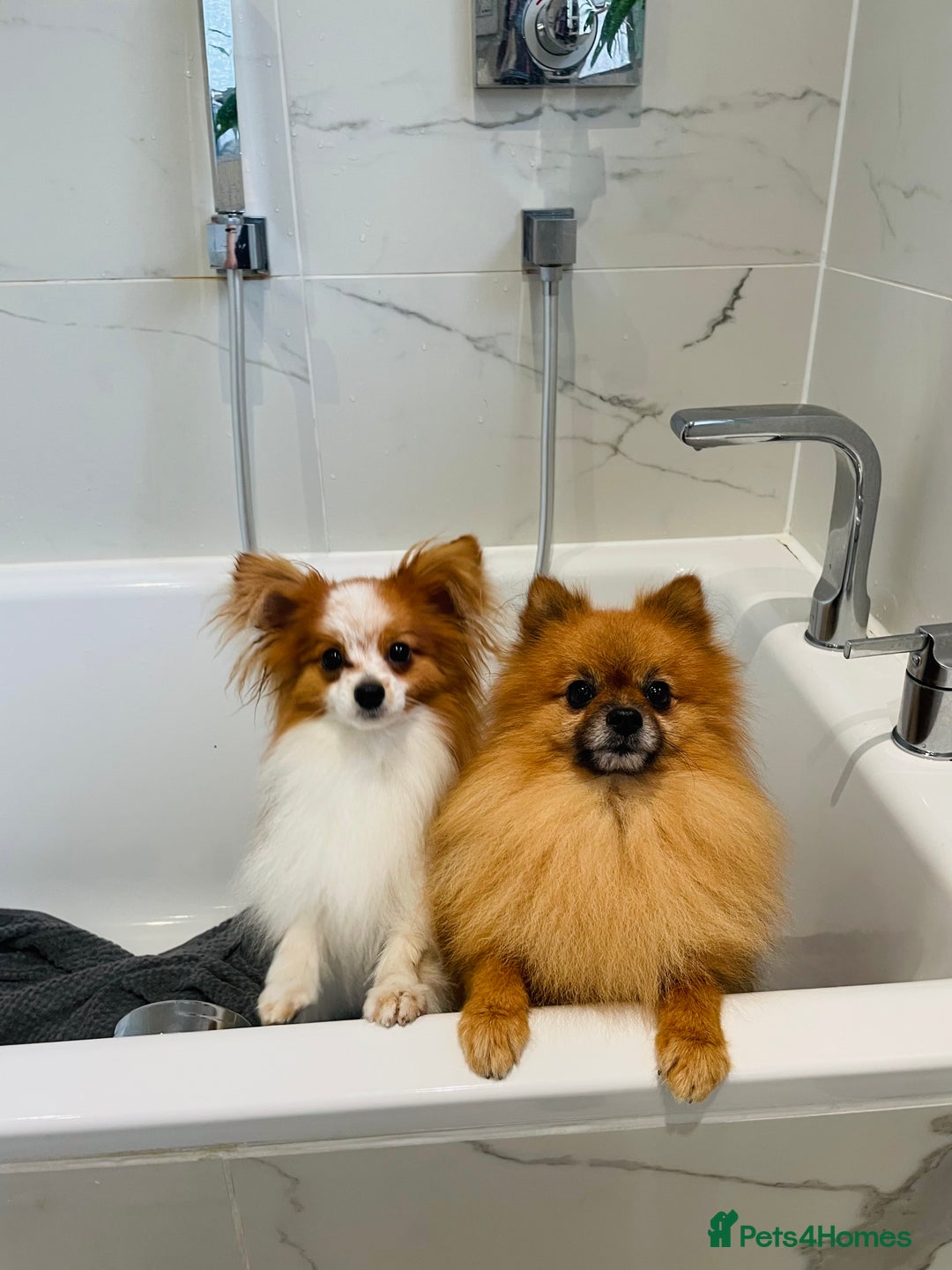Pomeranian dogs for stud: Pomeranian and papillon boys ready for stud  in Camberley - Image 2