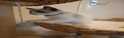 Ragdoll cats for sale: Ready active kittens Champion status Dad - Advert 10