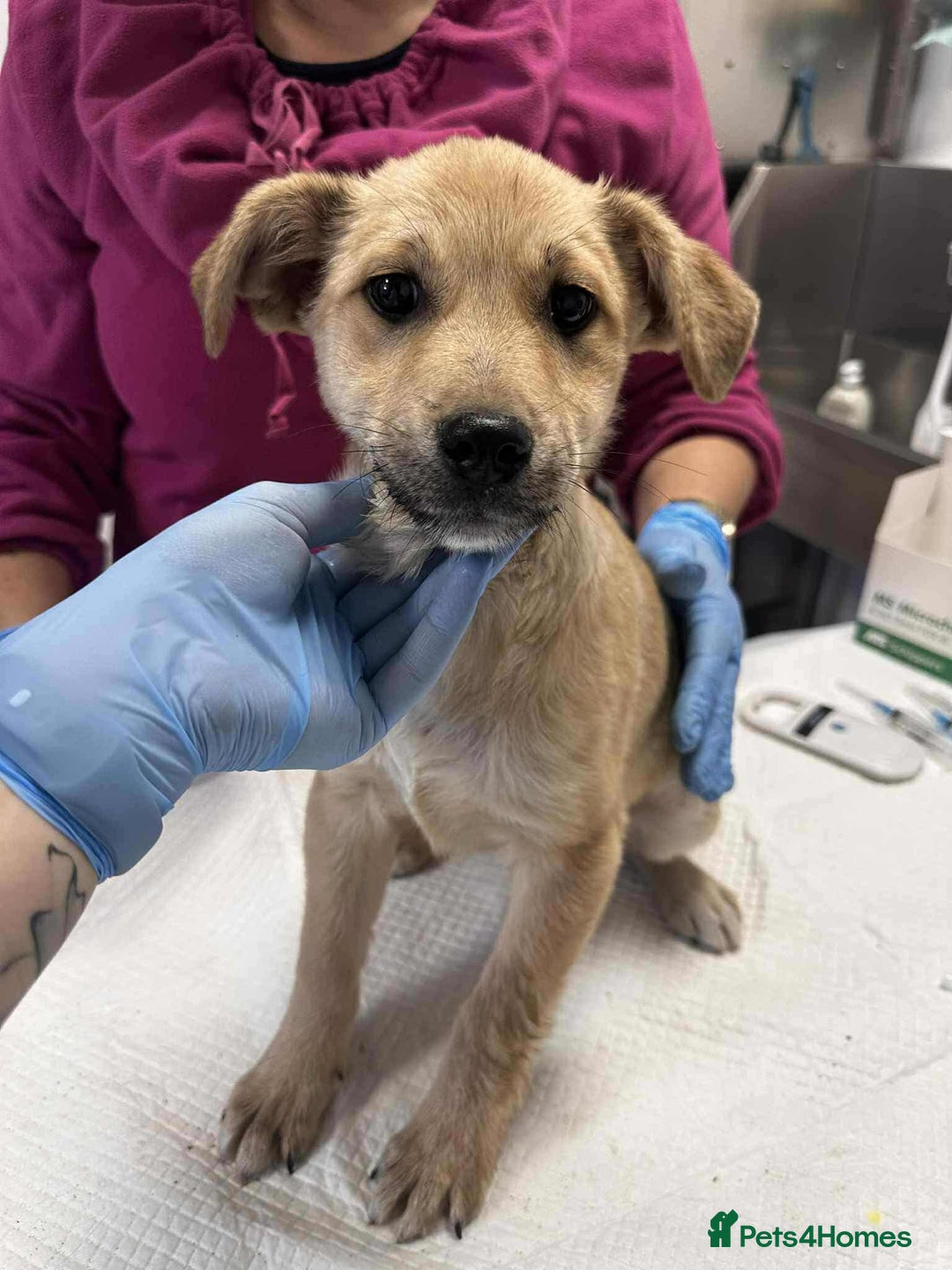 Mixed Breed dogs for adoption: Aramis for adoption - Advert 1