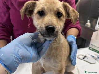 Mixed Breed dogs Aramis for adoption - Advert 5