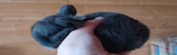 Mini Lop rabbits for sale: Adorable mini lop baby bunnies - Advert 4