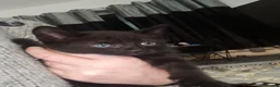 Mixed Breed cats for sale: Beautifull fluffy kittens - Advert 9