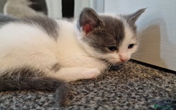 RagaMuffin cats for sale: 3 grey and white female kittens  - Image 5