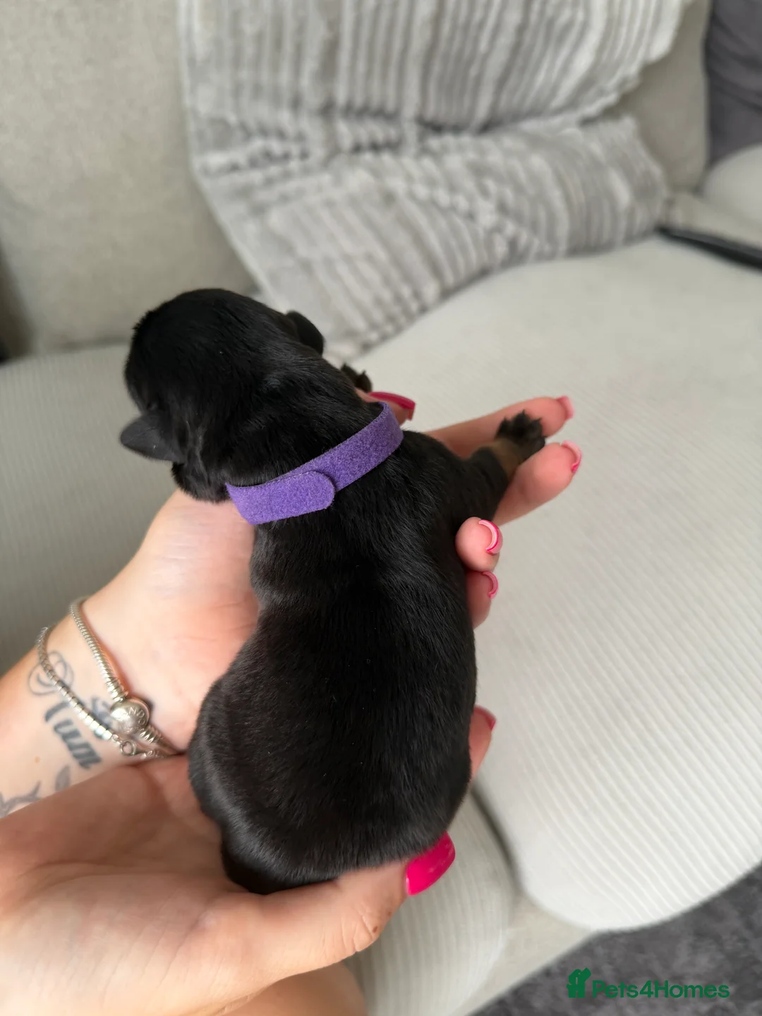 Rottweiler dogs for sale: Beautiful German bloodline Rottweiler puppies - Advert 2