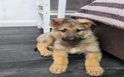 Mixed Breed dogs for sale: German shepherd x malamute  - Image 3