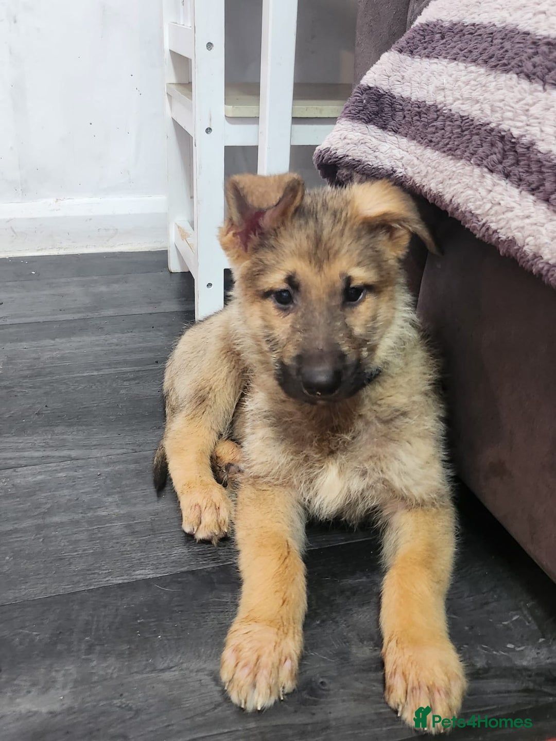 Mixed Breed dogs for sale: German shepherd x malamute  - Image 3