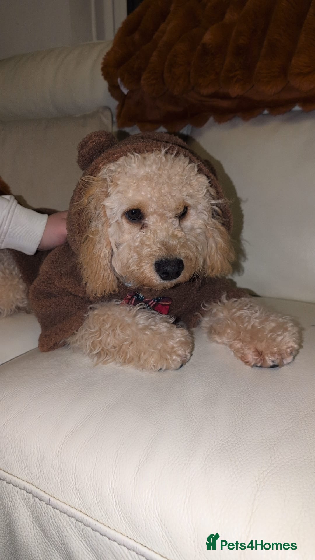 Cavapoo dogs for sale: Cavapoo - Advert 1