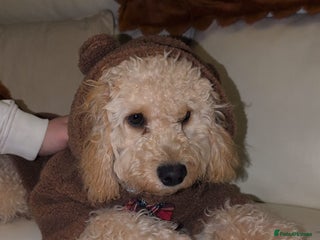 Cavapoo dogs Cavapoo - Advert 2