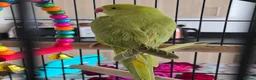 Ringnecks birds for sale: Parrot in Kidderminster - Advert 6