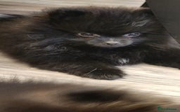 Pomeranian dogs for sale: KC registered  ** mall black Pomeranian Boys - Image 7