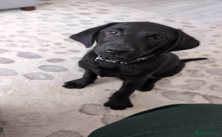 Labrador Retriever dogs - Advert 1