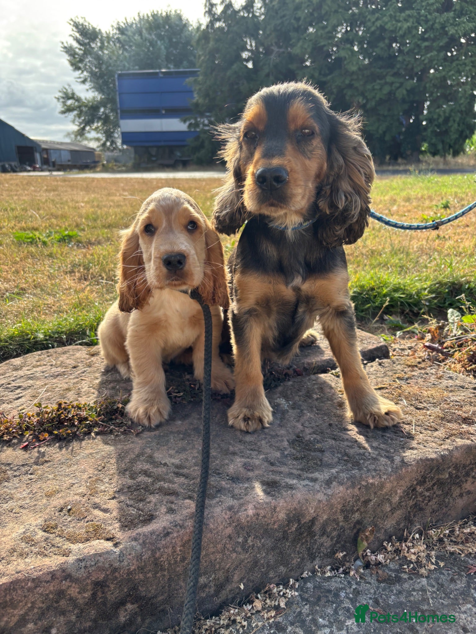 Cocker Spaniel dogs Beautiful KC show cocker spaniels  - Advert 2