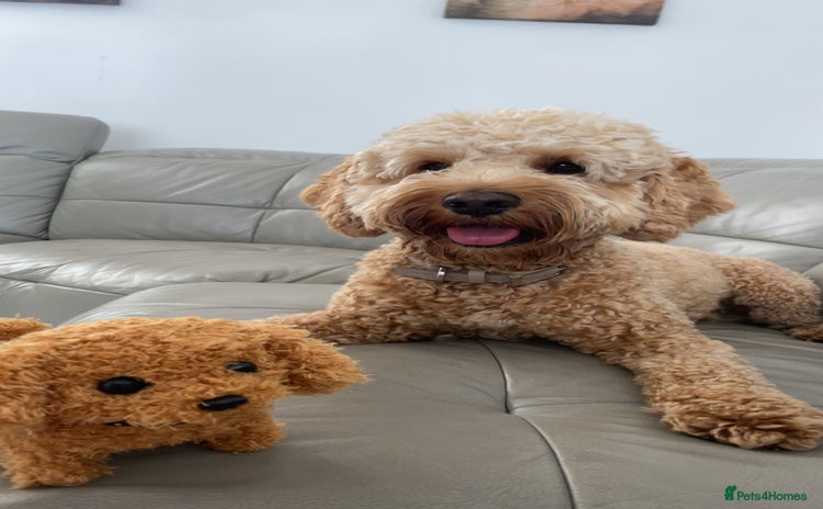 Cockapoo dogs - Advert 2