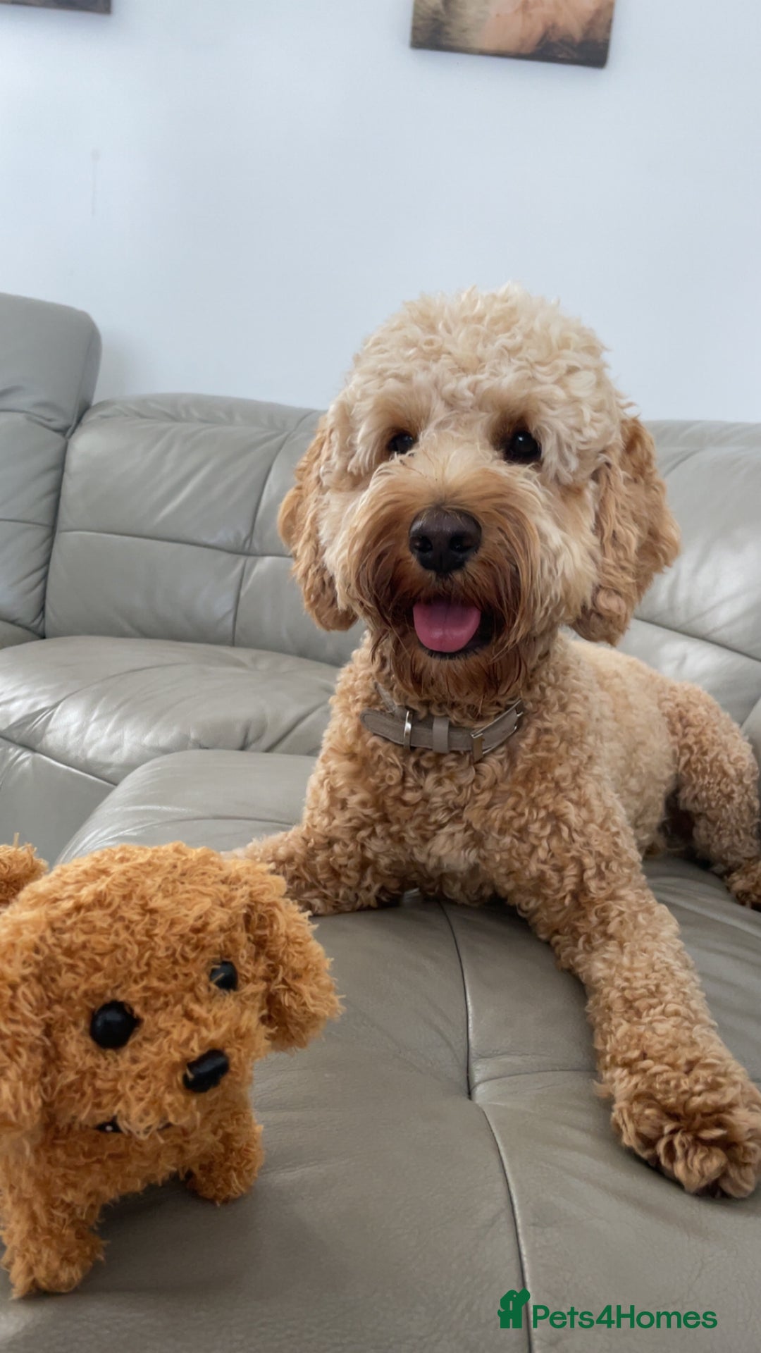 Cockapoo dogs for stud: Stud only! - Image 1