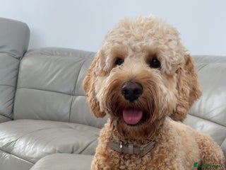 Cockapoo dogs - Advert 11