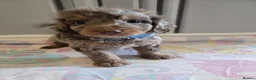 Cockapoo dogs for sale: Beautiful Cockapoo babies in Barnsley - Advert 12