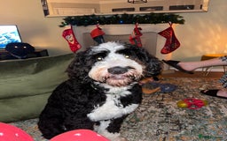 Bernedoodle dogs for stud: Bernadoodle for Stud  - Image 3