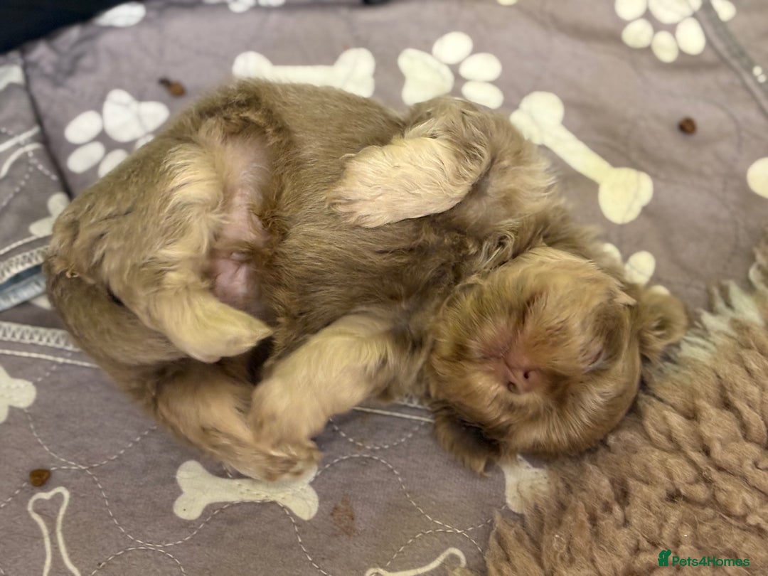 Shih Tzu dogs for sale: Beautiful Shih Tzu Boy - Advert 5