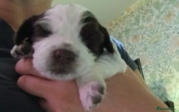 Sprocker dogs for sale: Sprocker Puppies - Image 1