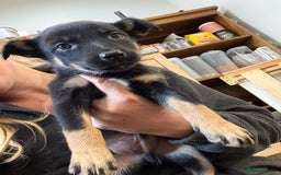 Australian Kelpie dogs for sale: Beautiful Australian kelpies  - Advert 6