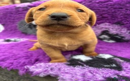 Labrador Retriever dogs for sale: Gorgeous lab pups for new homes💙🩷 - Image 3