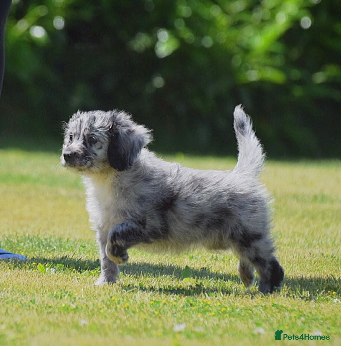 Cockapoo dogs 5* Licensed breeder! READY NOW Cockerpoo girls  - Advert 13