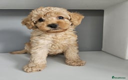 Poodle dogs for stud: Kc Fox red toy poodle for stud  - Image 33