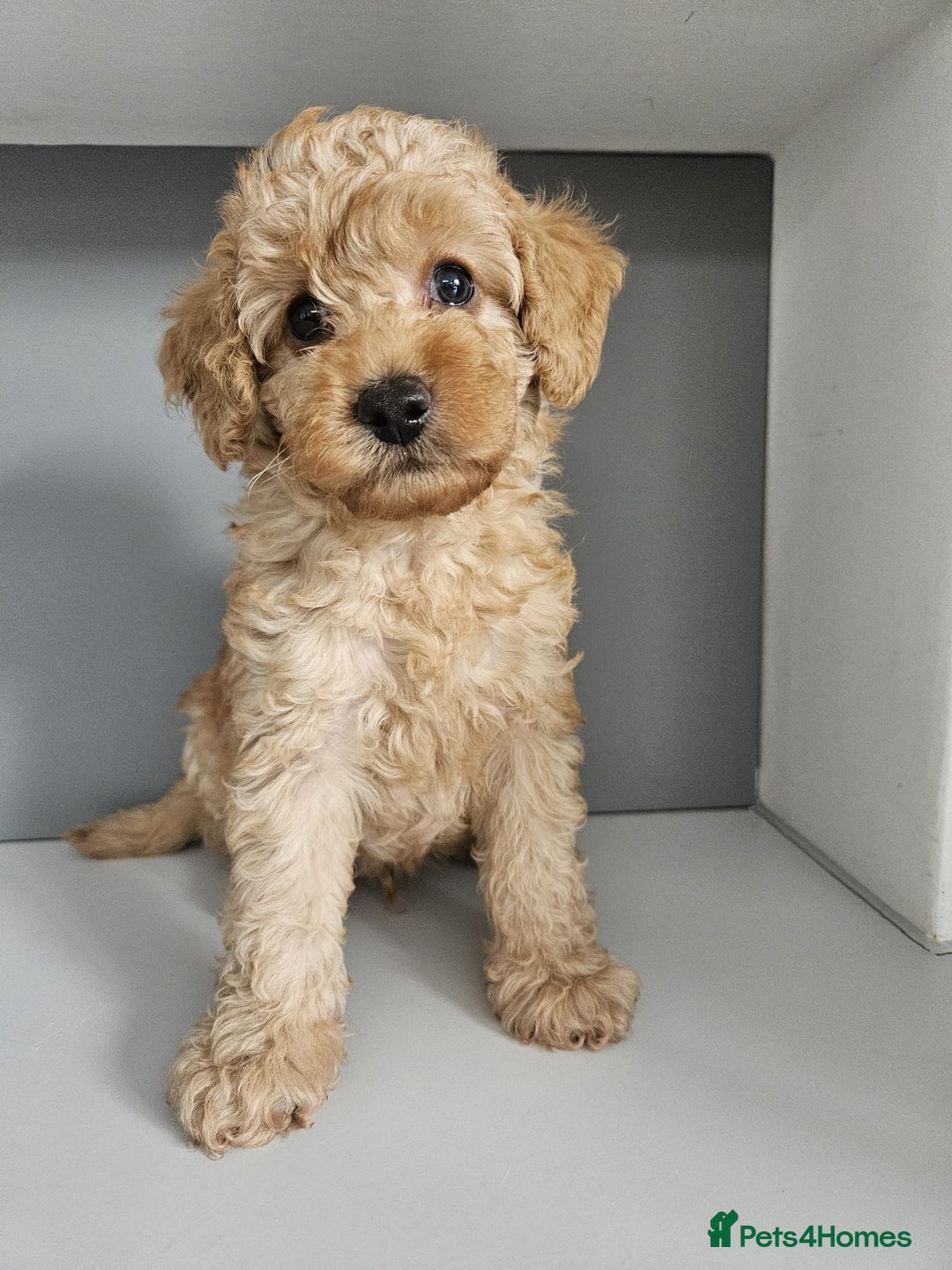 Poodle dogs for stud: Kc Fox red toy poodle for stud  - Image 33