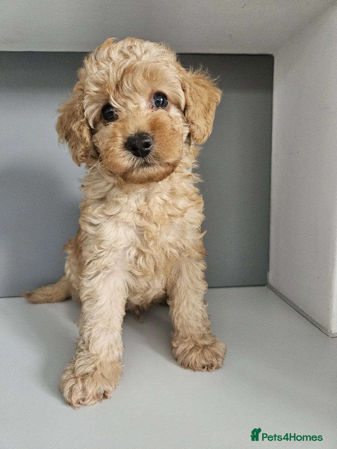 Poodle dogs for stud: Kc Fox red toy poodle for stud  - Advert 33