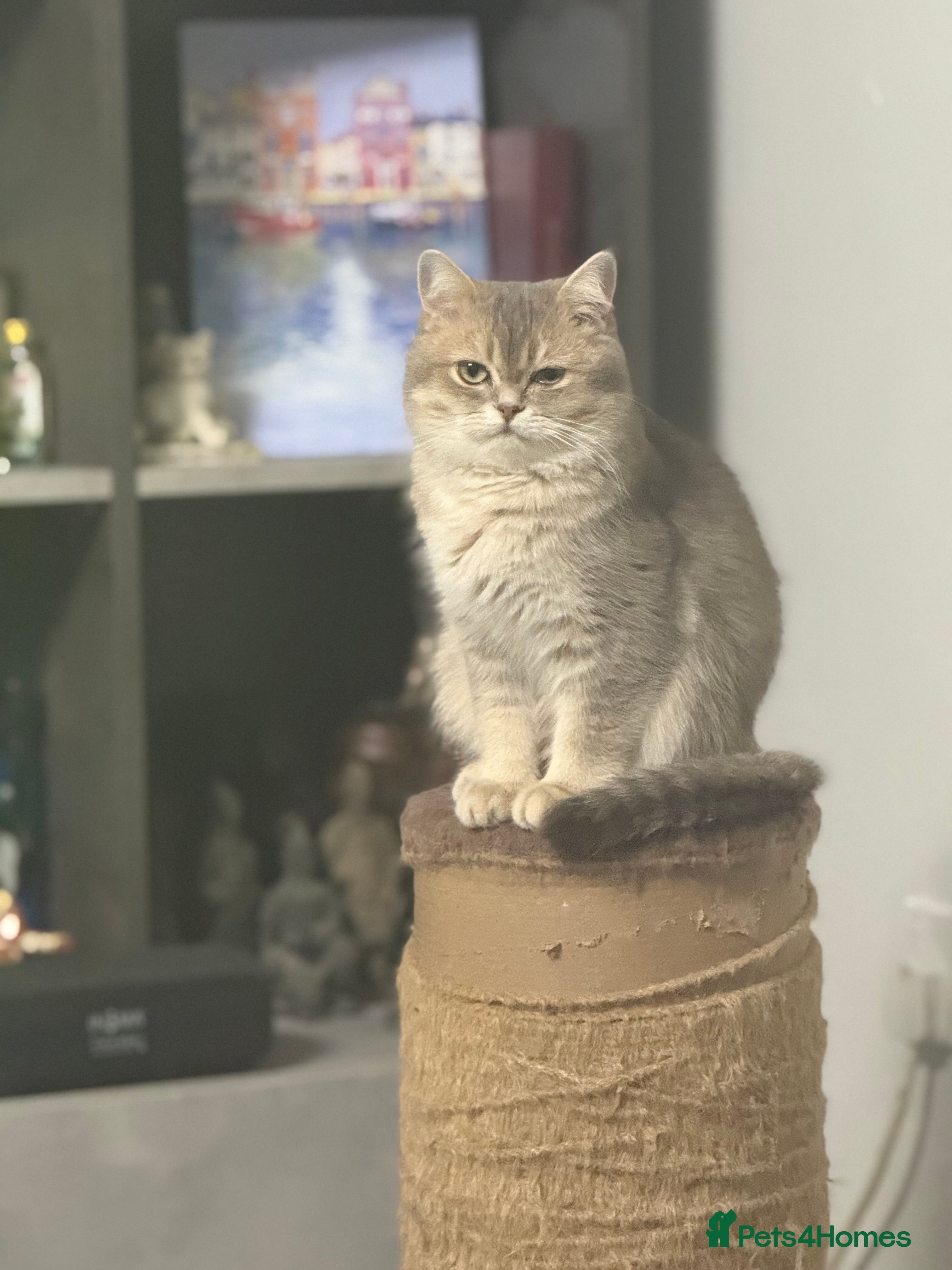 British Shorthair cats British shorthair blu golden ay 12 - Advert 1