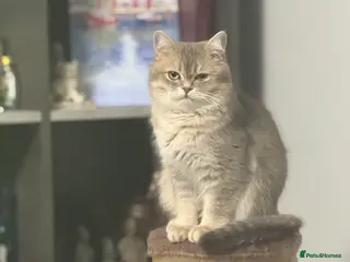 British Shorthair cats British shorthair blu golden ay 12 - Advert 10