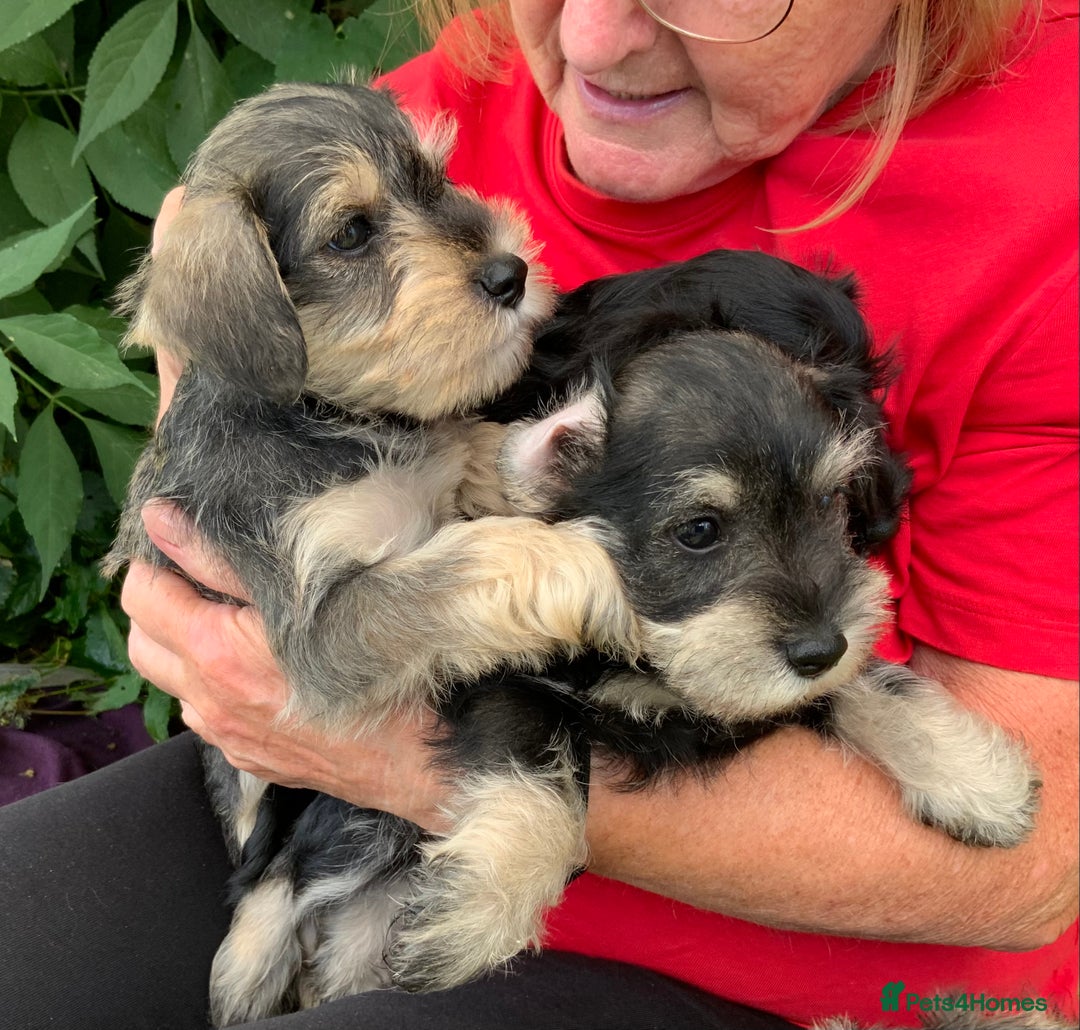 Miniature Schnauzer dogs for sale: Happy healthy miniature Schauzer puppies - Image 19