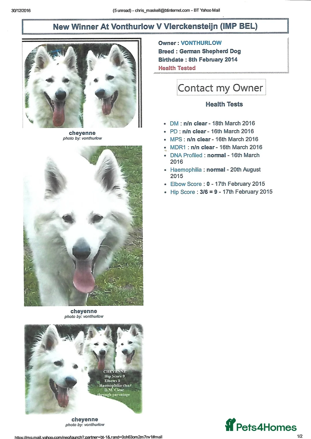 German Shepherd dogs for stud: KC Reg Cheyenne fully Health Tested at stud in Wisbech - Advert 7
